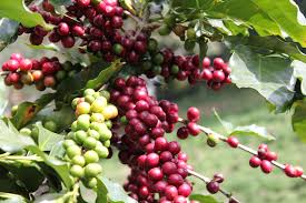 Xuất khẩu cà phê Đồng Nai đạt trên 260 triệu USD