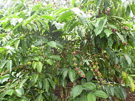 Chuyển đổi một phần diện tích trồng điều kém hiệu quả sang trồng cà phê xen hồ tiêu