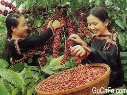 Đắk Lắk: cà phê hứa hẹn được mùa nhờ giống mới