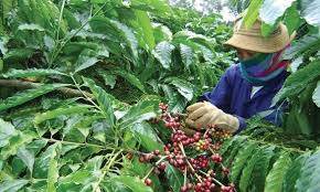 Vicofa: Sản lượng cà phê niên vụ 2014/15 bị ảnh hưởng do mưa