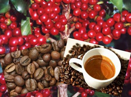 Cuối mùa, giá cà phê vẫn “dò đáy”