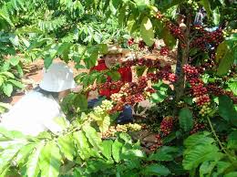 Tình trạng trộm cắp cà phê gây thiệt hại lớn cho nông dân Đắk Lắk