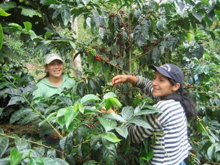 Sản lượng cà phê của Ecuador niên vụ 2015/16 dự kiến tăng 6% so với năm trước
