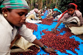 Giá cà phê giảm, một năm khó khăn cho các nhà xuất khẩu Ấn Độ