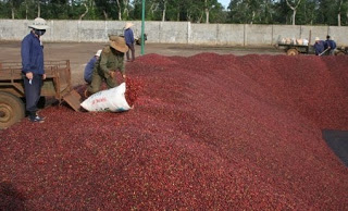 Giá cà phê trong nước ngày 24/07/2015 giảm trở lại 400 ngàn đồng/tấn