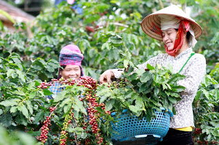 Nông dân Sơn La thấp thỏm chờ cà phê tăng giá