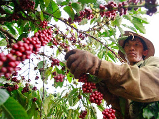 Giá cà phê nội địa giảm: Do VN bán mới nhiều?
