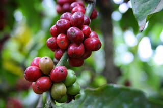 Giá cà phê trong nước ngày 30/04/2016 tiếp tục tăng thêm 200 ngàn đồng/tấn