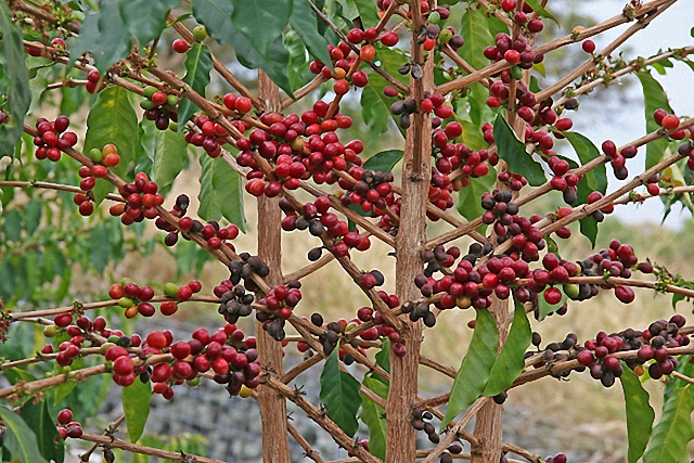 Khu vực Trung Mỹ vẫn tiếp tục chống lại sự bùng phát của bệnh gỉ lá cà phê