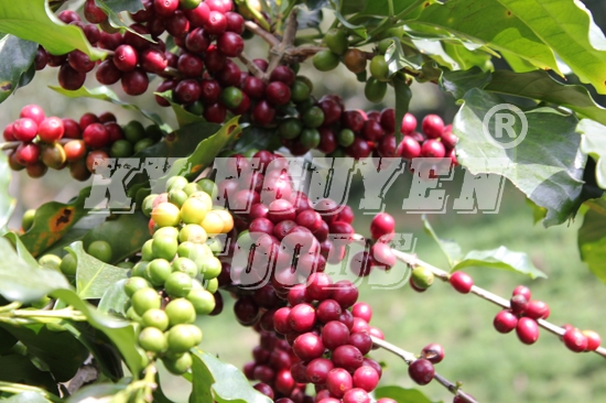 www.caphehat.vn giá nông sản hôm nay 4/5: Giá tiêu, giá cà phê đứng giá