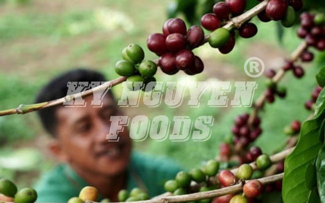 Đại dịch Covid-19 đang đẩy giá cà phê tăng cao trên toàn cầu